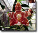 Paph.amboinensis Var.common "Torfan"