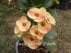 Crown of Thorns, Euphorbia 'Milii' "LUCKY" Plant