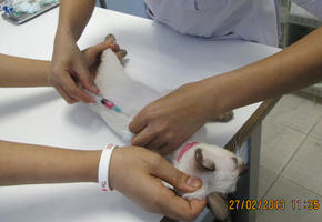 วัคซีนเข็มแรกของลูกแมว