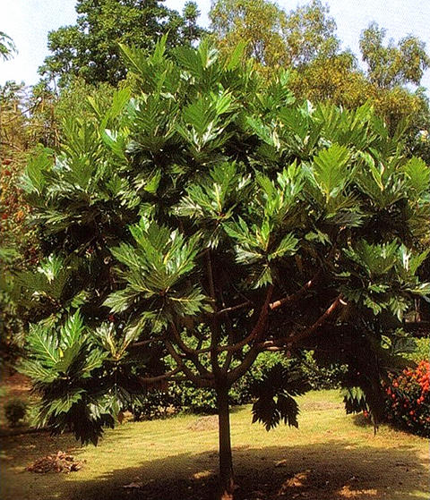 P63 ׹ - ࡢ˹ Artocarpus altilis