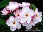 Compact Plumeria "PINK PANSY" grafted plant