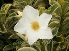 Variegated Adenium Obesum (Desert Rose) "NOPPAKUN" Grafted Plant