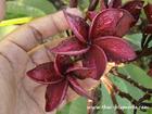 Plumeria "WAH GOR" grafted plant