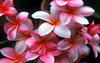 ขายหัวน้ำหอมกลิ่นลีลาวดีกลิ่นดอกลั่นทม  ขายน้ำหอมกลิ่นลีลาวดีกลิ่นดอกลั่นทม Sell plumeria fragrace