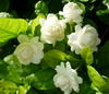 ขายหัวน้ำหอมกลิ่นมะลิกลิ่นดอกมะลิ  ขายน้ำหอมกลิ่นมะลิกลิ่นดอกมะลิ Sell jasmine fragrance