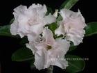 Rosy Adenium Obesum (Desert Rose) "ANGEL" Grafted Plant