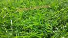 หญ้าเทียมปูพื้น 20 mm. สองสีสด
