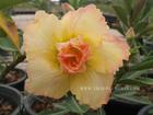 Rosy Adenium Obesum (Desert Rose) "THONG-YOD" Grafted Plant