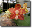 Paph.amboinensis Var.flavida "Torfan"