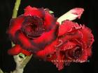Rosy Adenium Obesum (Desert Rose) "HASSADEE RED" Grafted Plant
