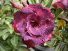 Rosy Adenium Obesum (Desert Rose) "MONGKOL VIOLET" Grafted Plant