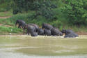 ประจวบคีรีขันธ์ในม่านฝนตอน5.ช้างและกระทิงที่อุทยานแห่งชาติกุยบุรี ซาฟารีเมืองไทย