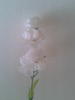 ดอกคาเนชัน สีขาว ปลอม พลาสติก