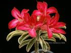 Variegated Adenium Obesum (Desert Rose) "SIAM FIRE" Grafted Plant