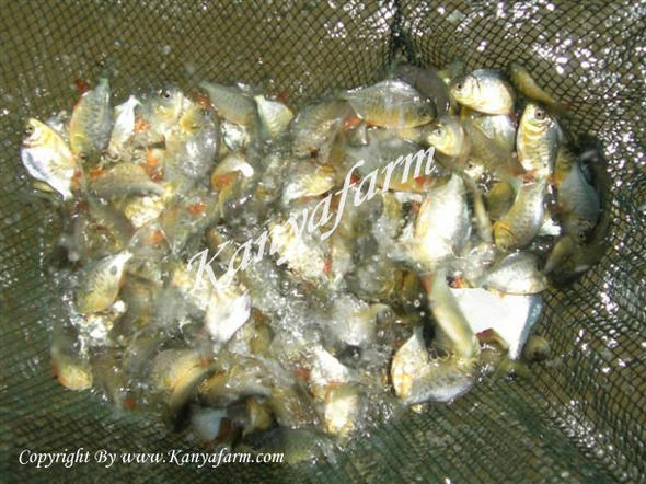 ปลาจาระเม็ดน้ำจืด (Piaractus Brachyprom)