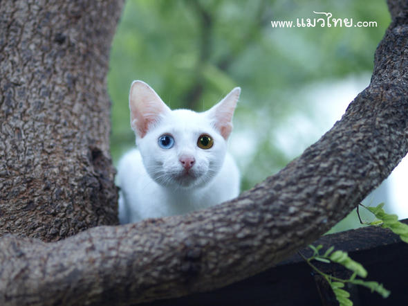 ลูกแมวขาวมณี ตา 2 สี