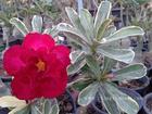 Variegated Adenium Obesum (Desert Rose) "SUP JAROEN" Grafted Plant