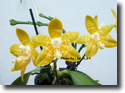 Paph.amboinensis Var.flava "Torfan"