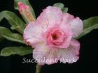 Rosy Adenium Obesum (Desert Rose) "PINK PANTHER" Grafted Plant