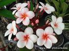 Plumeria "CHERRY PINK" grafted plant