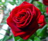 ขายหัวน้ำหอมกลิ่นกุหลาบกลิ่นดอกกุหลาบ  ขายน้ำหอมกลิ่นกุหลาบกลิ่นดอกกุหลาบ Sell rose fragrance
