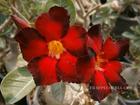 Adenium Obesum (Desert Rose) "DOUBLE COLOR" Grafted Plant