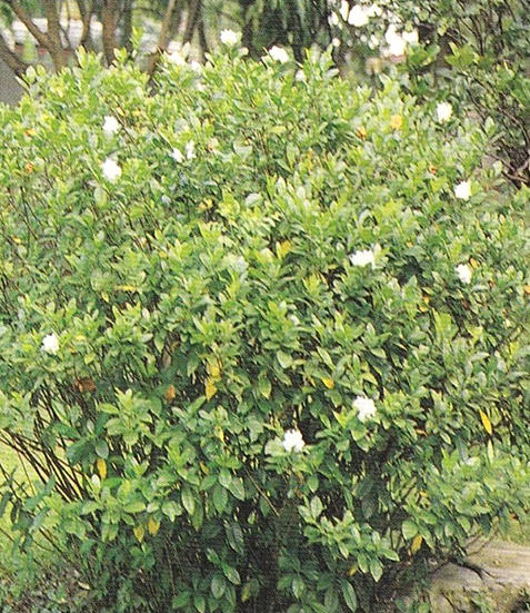 S73 -ش͹ Gardenia jasminoides