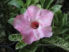 Variegated Adenium Obesum (Desert Rose) "MILKSHAKE" Grafted Plant