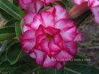 Rosy Adenium Obesum (Desert Rose) "TRIPLE AMAZING" Grafted Plant