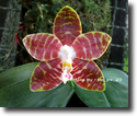 Paph.amboinensis Var.flavida "Joys"