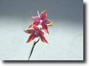 Paph.hieroglyphica "Torfan"
