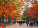 เกาหลี ซอรัคซาน เกาะนามิ ช่วงใบไม้เปลี่ยนสี  5 วัน 3 คืน  ราคาเริ่มเพียง  15,900 บาท