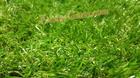 หญ้าเทียมปูพื้น 30 mm. สามสีธรรมชาติ Premium
