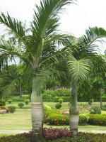 ����˭��׹��  (Palm )