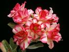 Rosy Adenium Obesum (Desert Rose) "VASANA" Grafted Plant