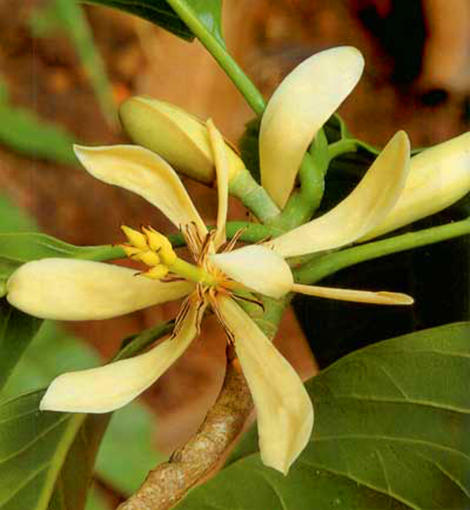 P68 ׹- ӻժҧ Magnolia citrate