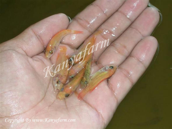 ปลาทับทิม (NILE TILAPIA)