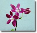 Phal.speciosa
