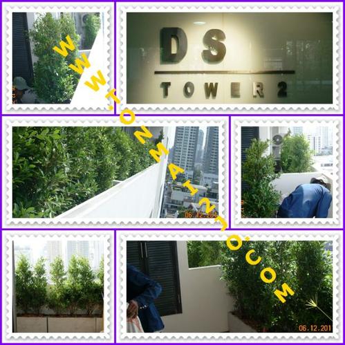 ปลูกไทรเกาหลีกระถาง DS Towers สุขุมวิท