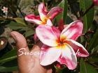 Plumeria "CANDY PINK" grafted plant Big Flower