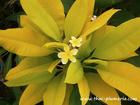 Variegated Plumeria "SIAM GOLD" grafted plant