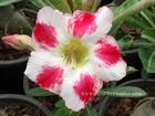 Adenium Obesum (Desert Rose) "HEART" Grafted Plant
