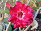 Rosy Adenium Obesum (Desert Rose) "CHOTRATSAMEE" Grafted Plant
