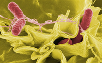Arizona woman is third victim of widespread salmonella outbreak