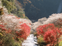 ญี่ปุ่น โอซาก้า เกียวโต นาโงย่า เทศกาลซากุระบานพร้อมใบไม้เปลี่ยนสี  เดินทาง พย เพียง 31900 บาท