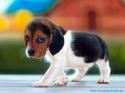 Love me love my dog