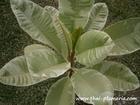 Variegated Plumeria "SUKHOTHAI" grafted plant