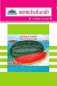 hạt giống dưa hấu F1 Thái Lan chất lượng cao (Watermelon Seed) "Jet 02"