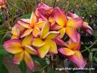 Plumeria "BUTTERFLY GOLD" grafted plant