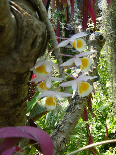 ชื่อวิทยาศาสตร์ Dendrobium primulinum (Laos)